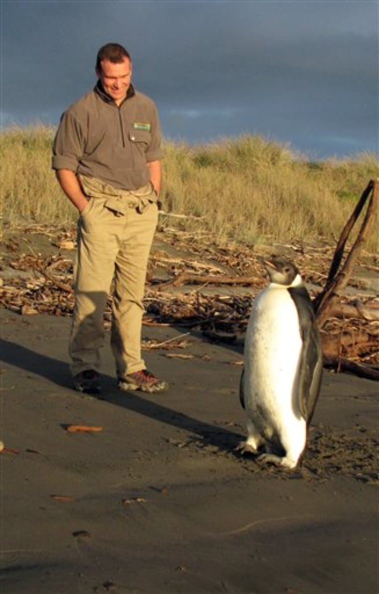 In this June 20, 2011 photo released by New Zealand's Department of Conservation,  ranger Clint Purches watches an Emperor penguin as he walks along Peka Peka Beach in New Zealand, after it got lost while hunting for food.  The young Antarctic Emperor penguin has taken a rare wrong turn and ended up stranded on a New Zealand beach. (AP Photo/Richard Gill, Department of Conservation)